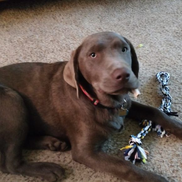 Meet your Posher, Bruce - Picture 1 of 1